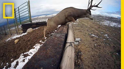 A Deer Migration You Have to See to Believe | National Geographic