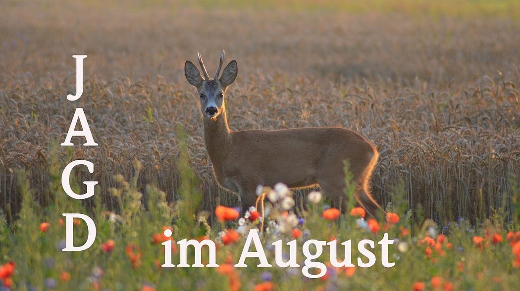 Jagd August 2016