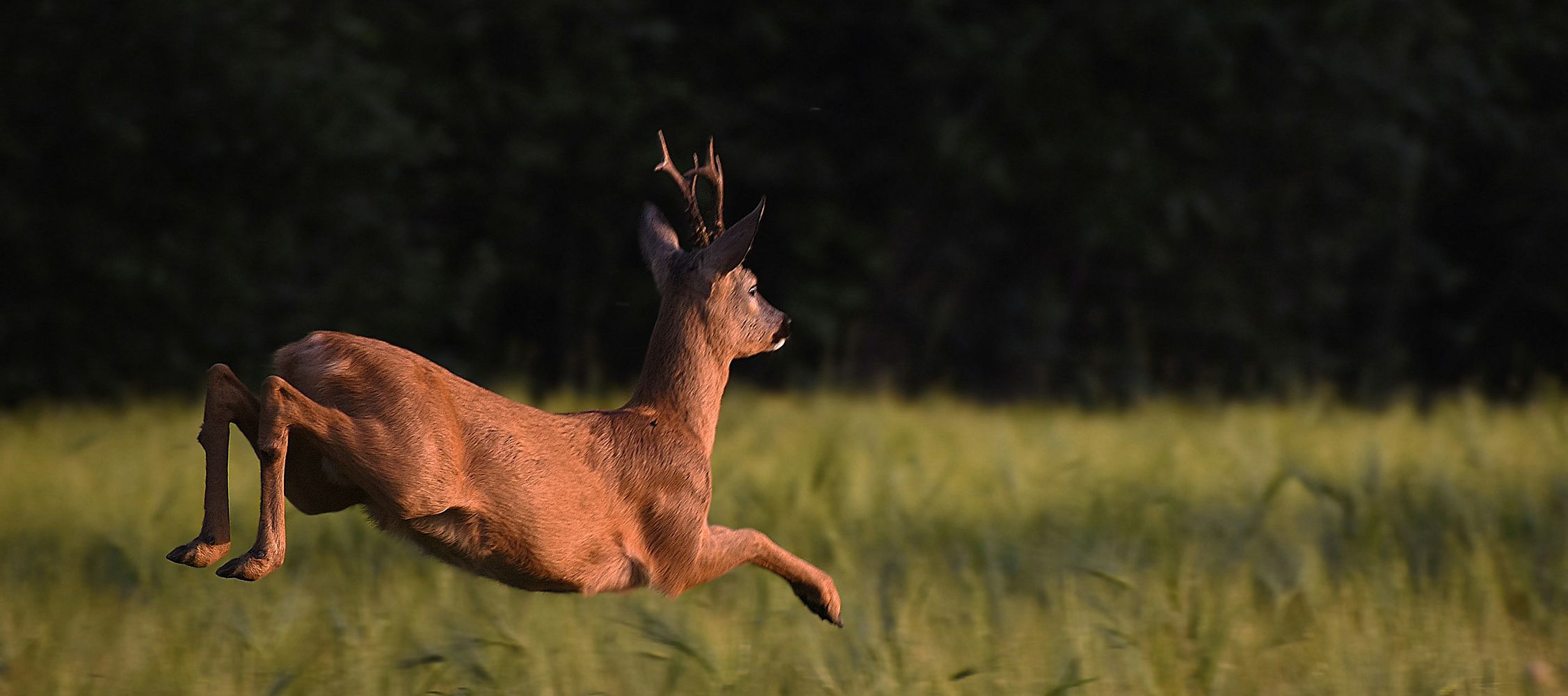 Neue Jagdzeiten Brandenburg (Reh-, Dam- und Rotwild)