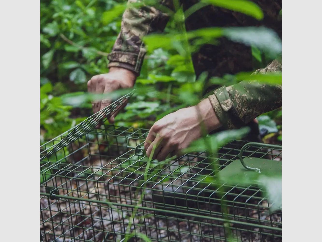 Falle Falle Lebendfang – zwei Klapptüren