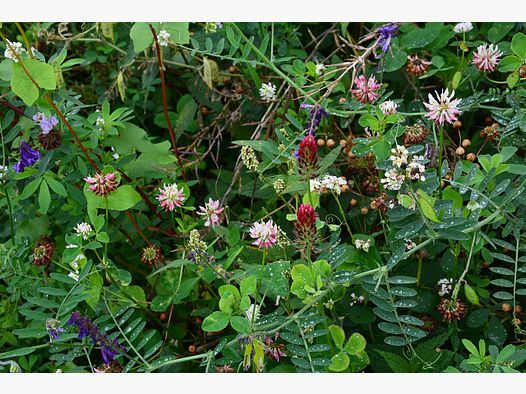 Miscela di leguminose Kiepenkerl