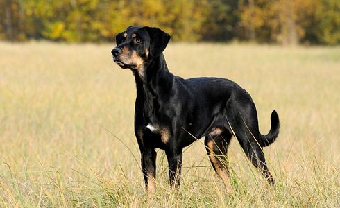 Rasseprofil: Ungarische Bracke