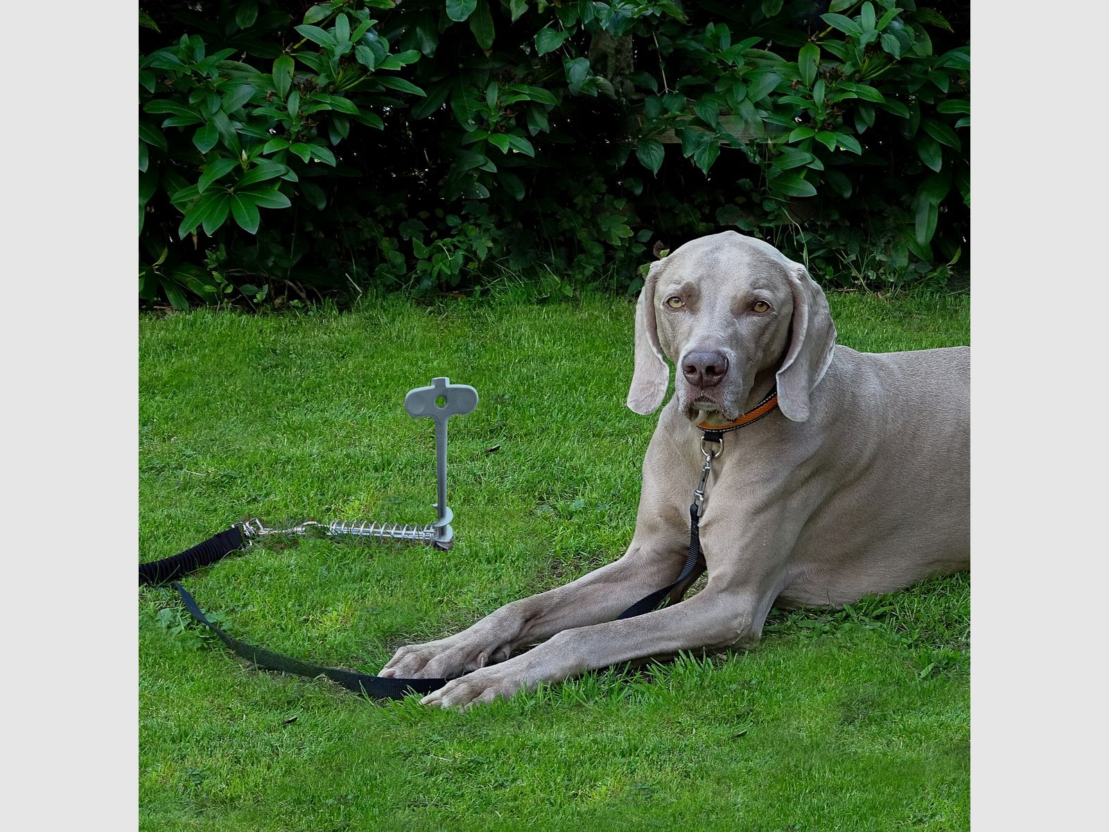 Hameçon pour Chiens - Ancre au Sol pour Animaux de Compagnie, image 3 sur 3
