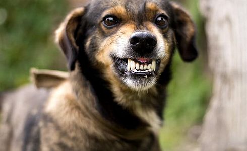 Dog Dental Care - Why It's Important and How You Can Do It Yourself