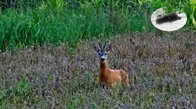 How to call in roebuck #6  Roebuck hunting Rehbock Blattjagd Chasse approche brocard