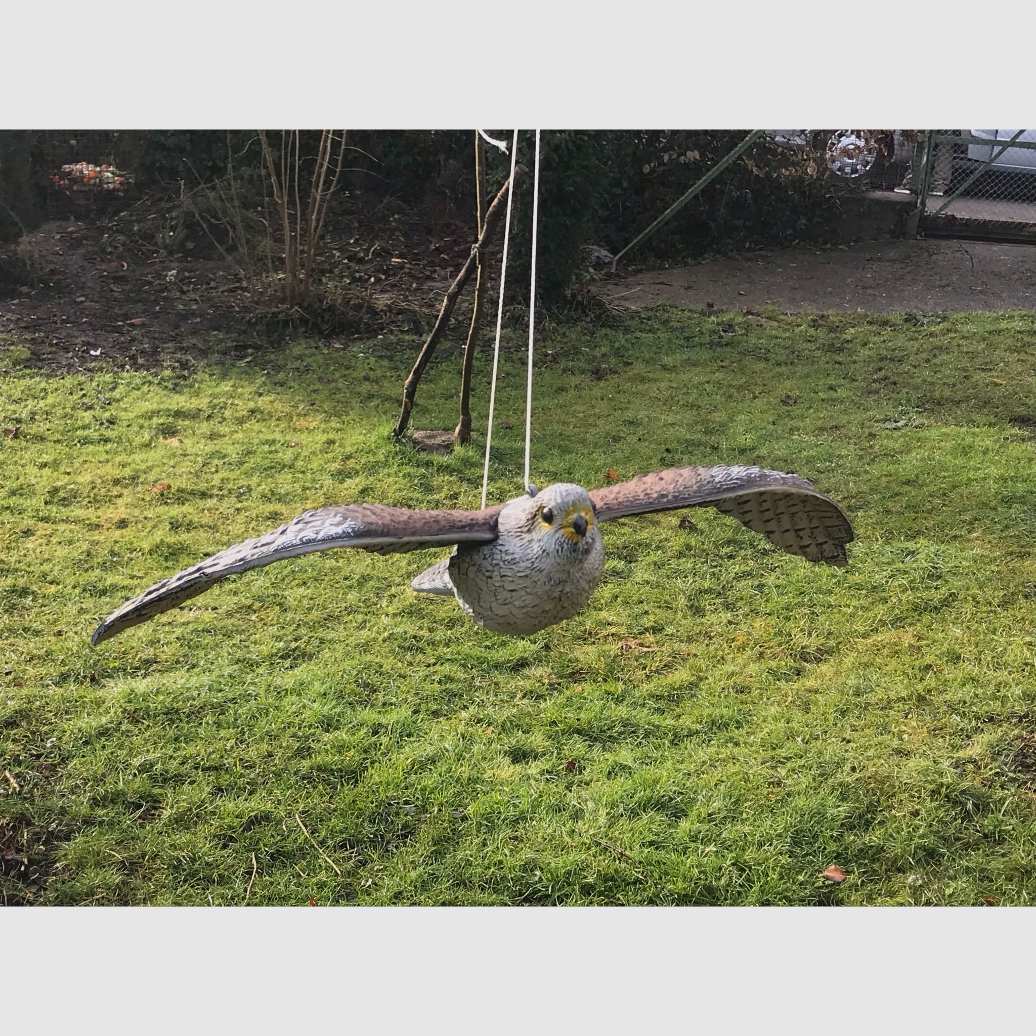 Fliegender Falke