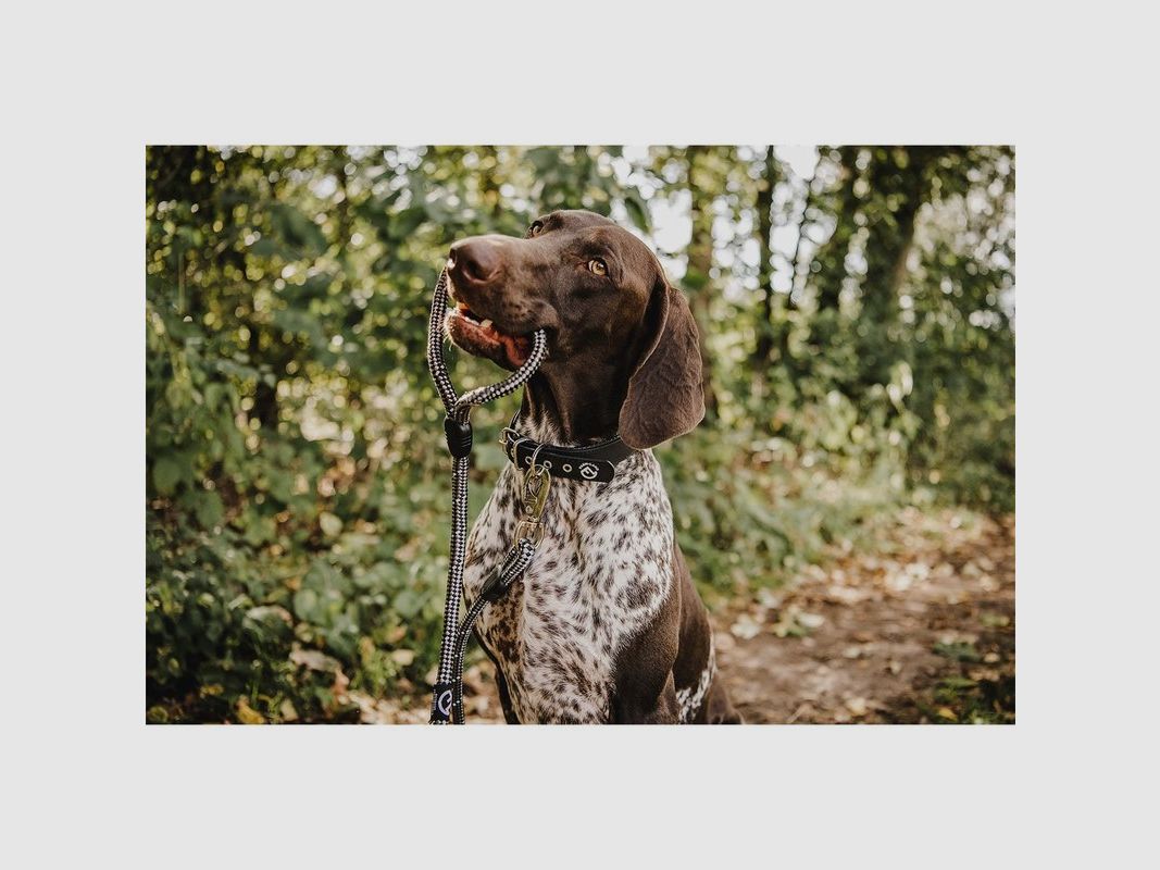 Laisse pour chien noire 130 cm, image 4 sur 4
