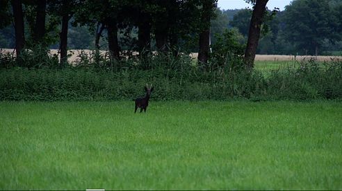 Jagd auf den schwarzen Rehbock