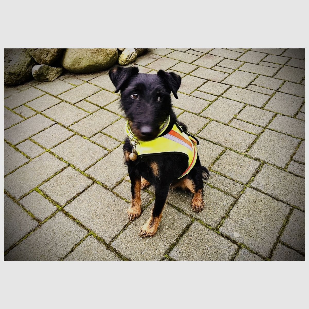 Dog warning vest with GPS pocket