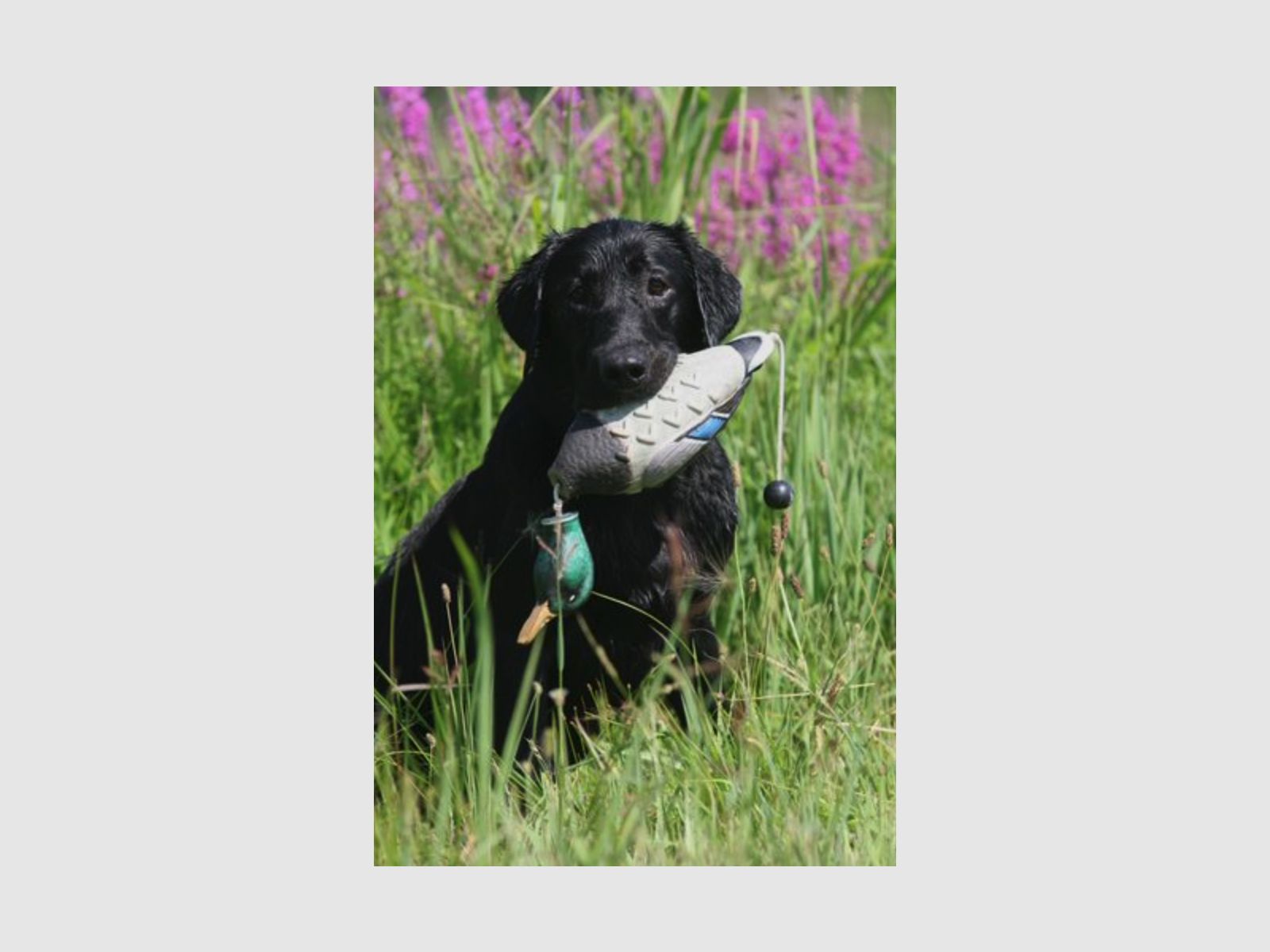 ASD Apportierdummy EZ Bird Kaczka domowa