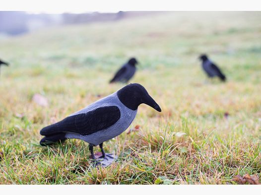 Beflockte Nebelkrähe Vollkörper
