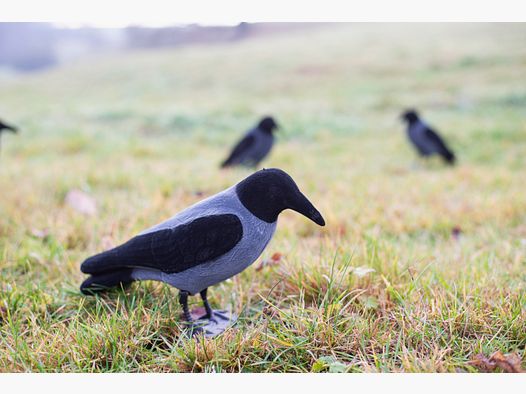 Feathered fog crow full body