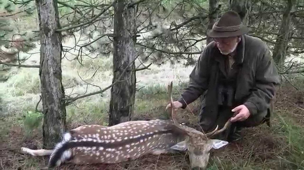 Damhirschjagd im Forstgebiet von KEFAG Zrt. in Süd-Kiskunság in Ungarn