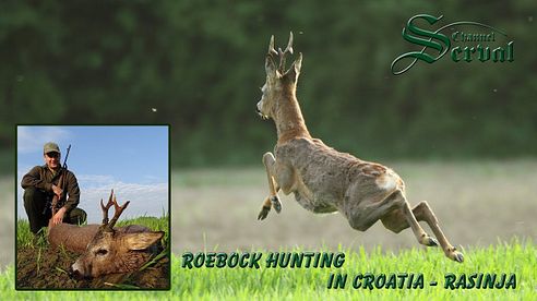 Roebock hunting in Croatia - Rasinja - Rehbockjagd in Kroatien