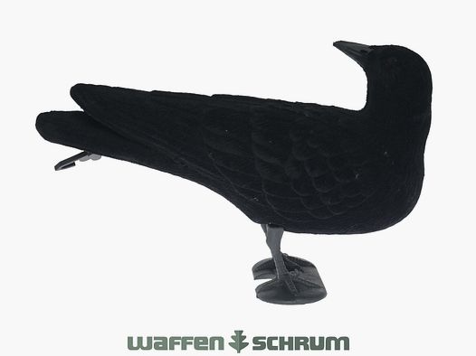 Full-body lock crow flocks around looking around