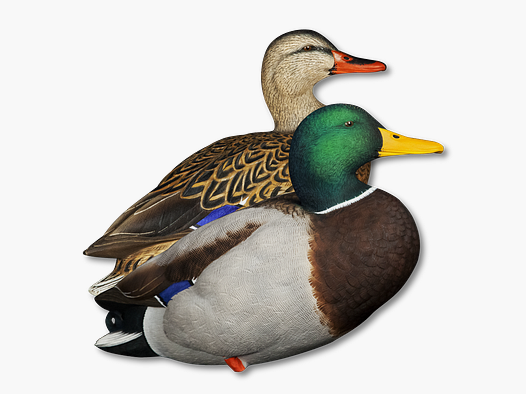 Avian-X AXP Full Body Mallard Fusion Pack Lockenten