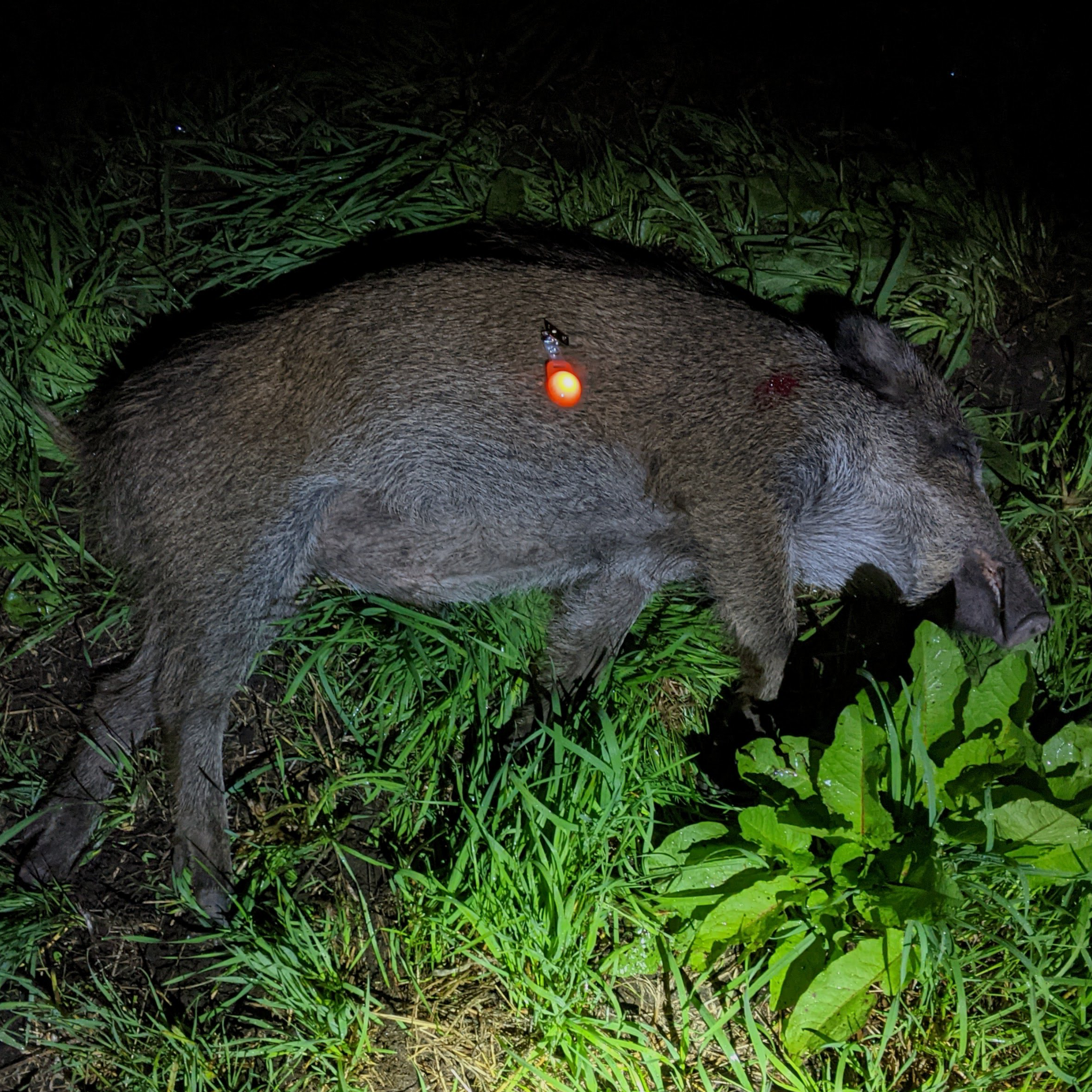 Hänsel & Gretel: LED Blinklichter zum Markieren bei Dunkelheit - 2er Set, Bild 5 von 6