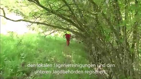 Nachsuche Rehbock -  Hannoversche Schweißhund (HSH) - Jagdfilm