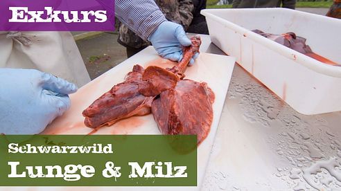 Lunge und Milz - Exkurs Organe - Schwarzwild