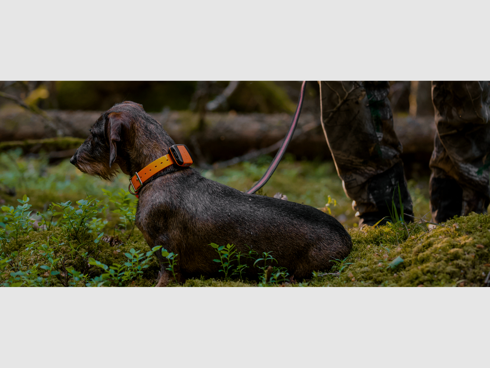 Localisation de chien Bark 4G IoT, image 6 sur 7