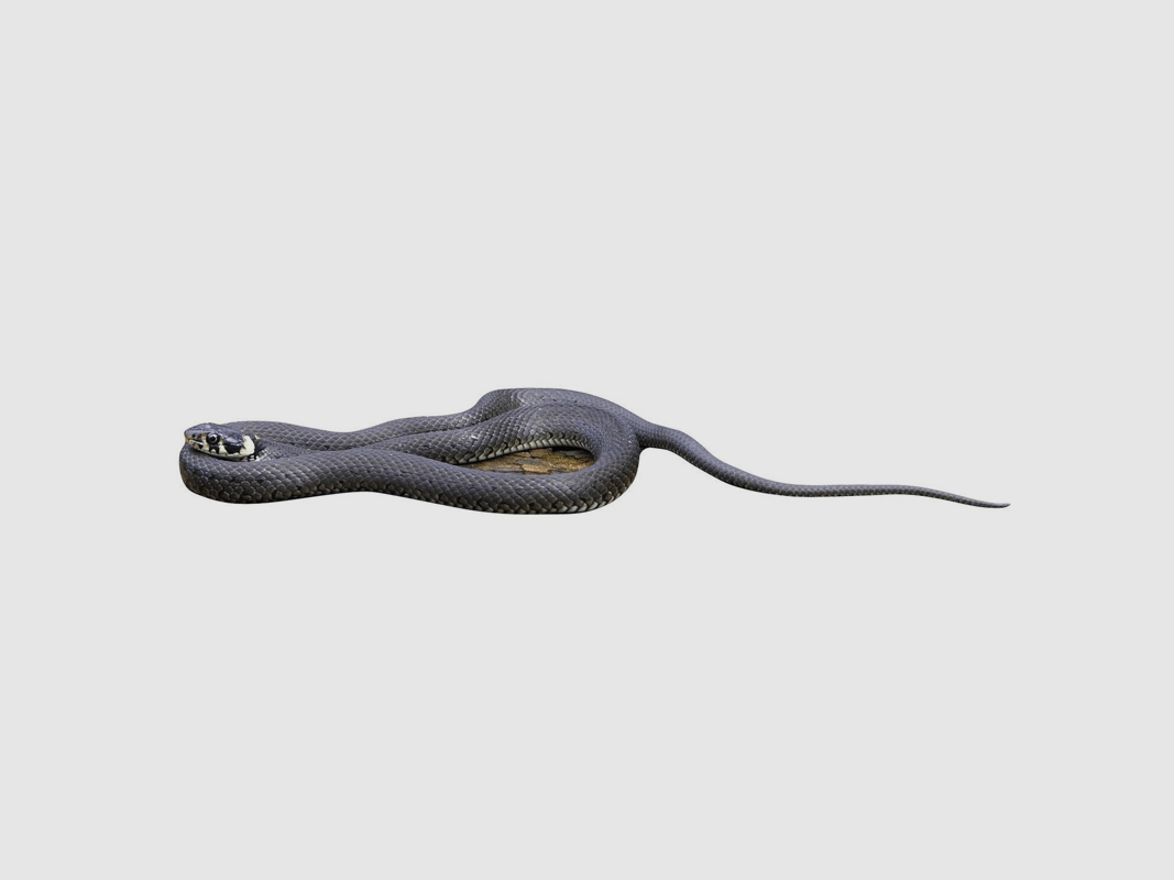 Supporto per animali Serpente anellato