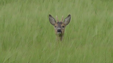 Bockjagd im Mai 2021,