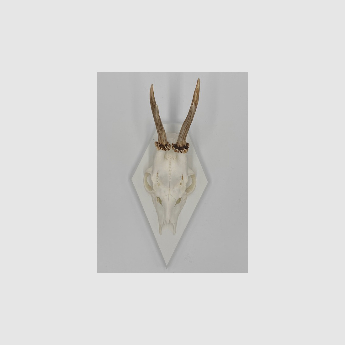 Gehörnbrett - Trophäenbrett Reh Waldtraut - Farbe schwarz, grau oder weiß