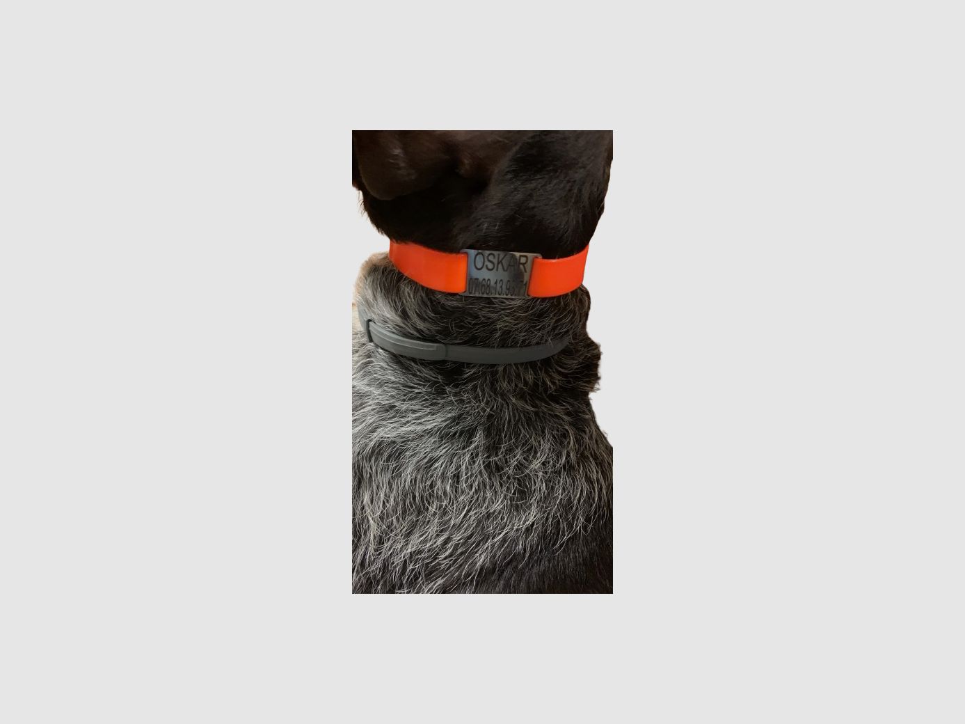 Hunde-Medaille, Bild 3 von 3
