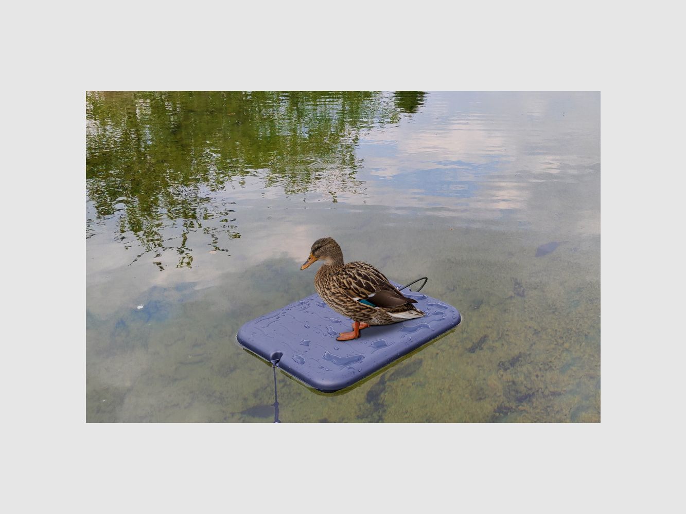 Drijvende Plateau Steun voor Lokvogels - De Ideale Oplossing voor Lokvogels, afbeelding 3 van 3