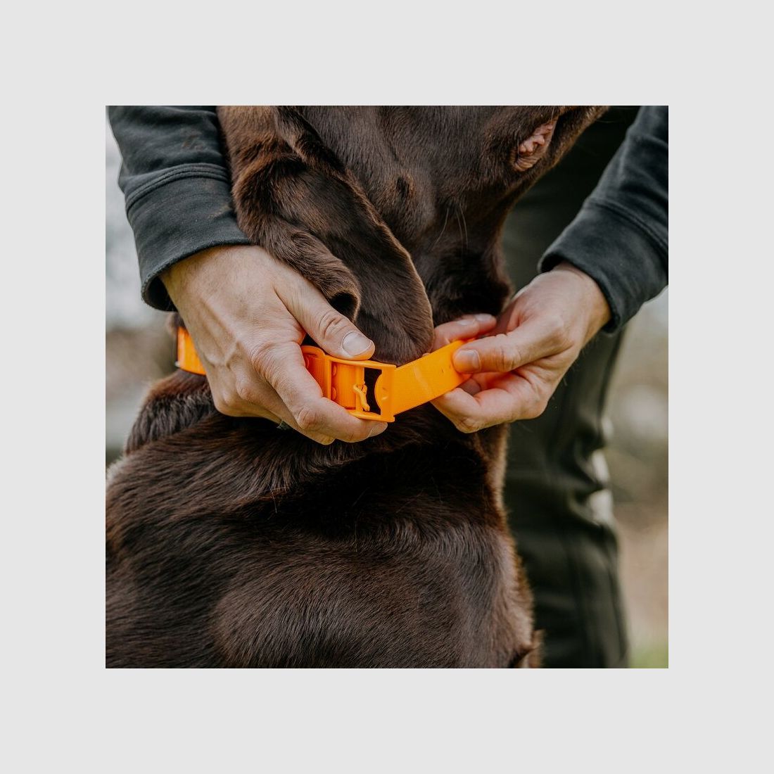HP&G Collare per cani 19mm Arancione