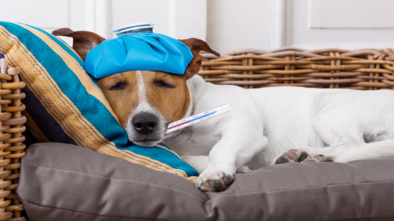 New Fee Schedule for Veterinarians - What Does This Mean for Pet Owners?