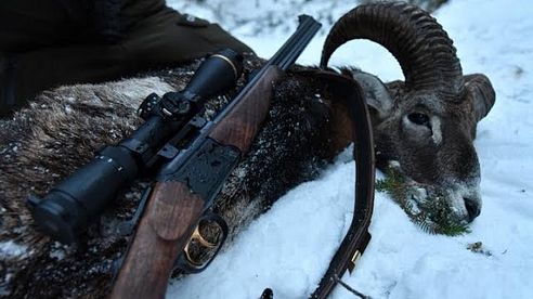 Mufflonjagd - Jagd auf Widder in Thüringen