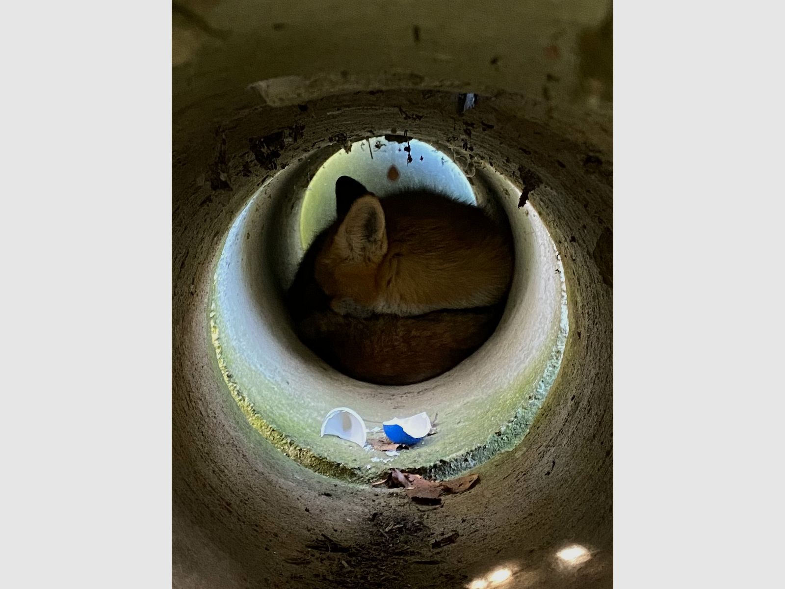 UV-blau fluoreszierendes Lockei Huhn