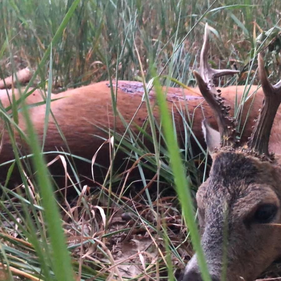 Wildbret: Abhängen, Kühlen und Reifen lassen