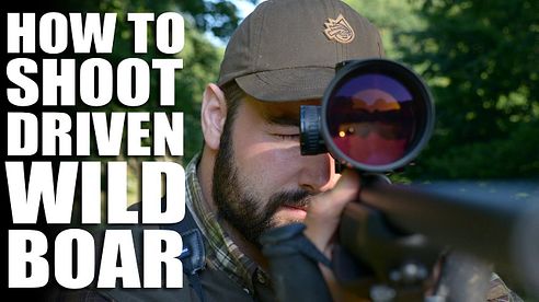 How to Shoot Driven Wild Boar