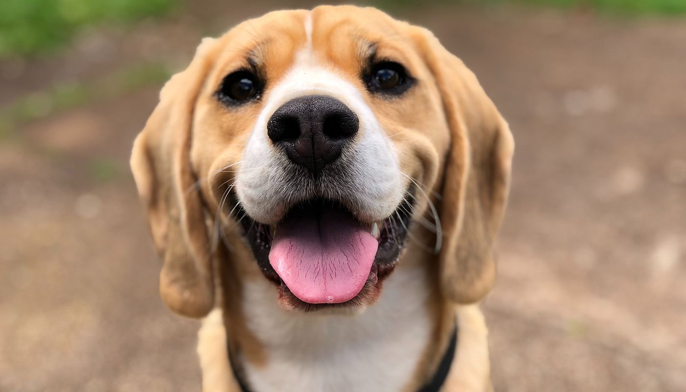 Wie erkenne ich die Stimmung bei einem Hund?