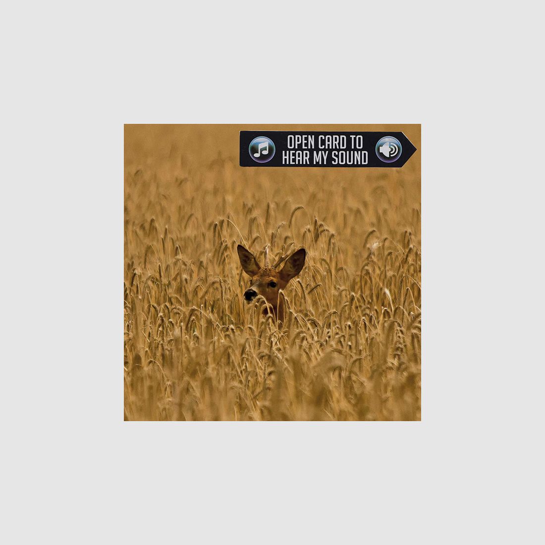 Greeting card roe deer