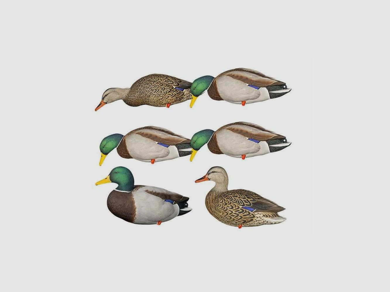 Formen von Stockenten auf Beinen AvianX, Bild 1 von 7