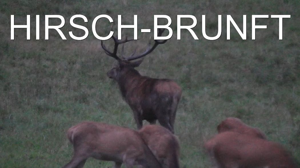 Hirsch tot! - Hirschjagd zum Brunftbeginn