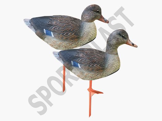 Female Shell Duck