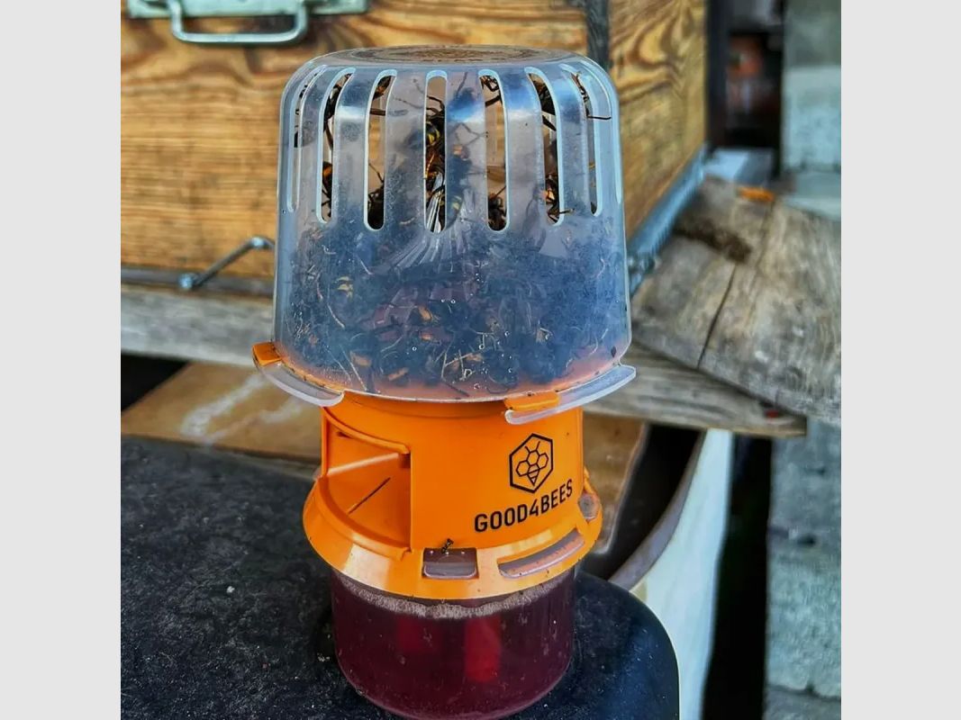 Piège sélectif V2 Good4Bees pour frelons asiatiques + 2 attractants, image 1 sur 9