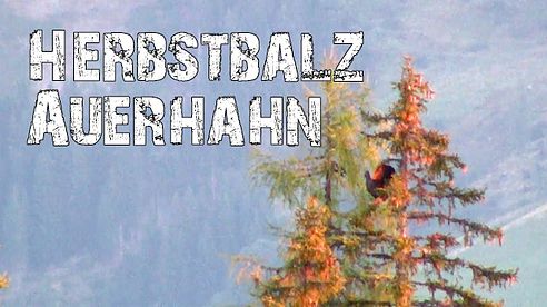 Auerhahn - Herbstbalz