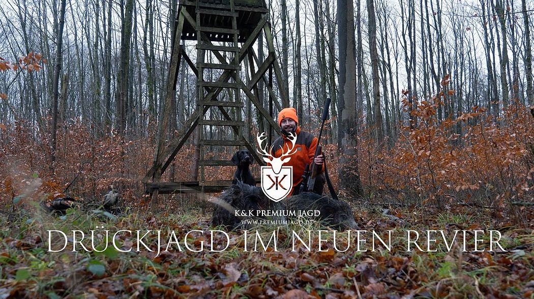 Spannende Drückjagd auf Sauen! Rot- und Schwarzwild im Revier um Willebadessen | K&K PREMIUMJAGD