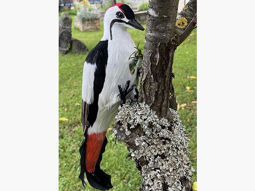 Feathered woodpecker
