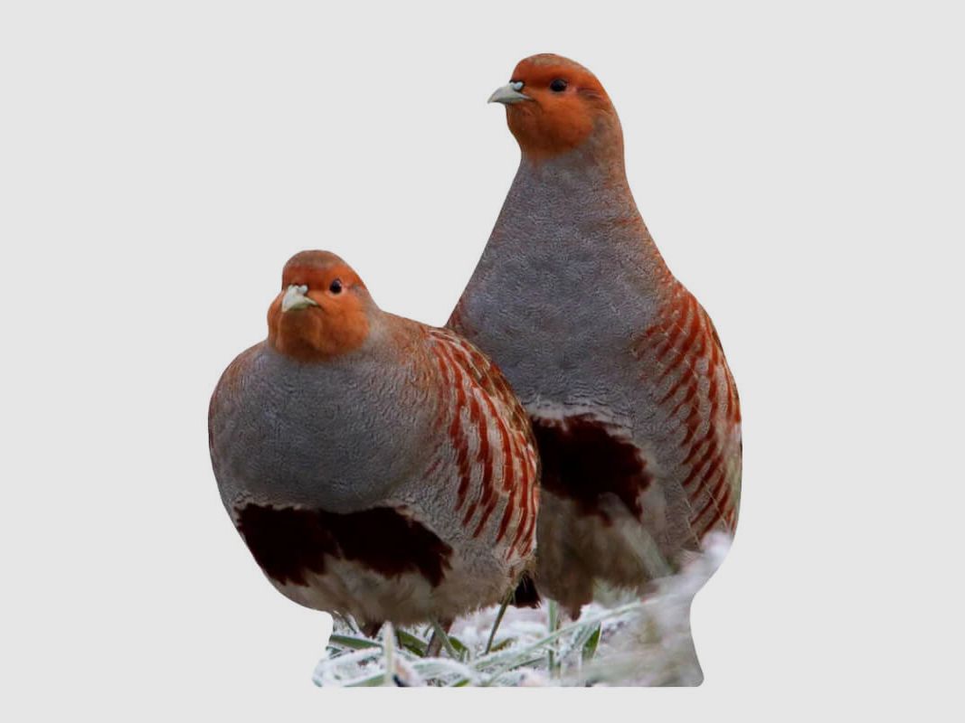 Tieraufsteller Rebhuhn Hahn
