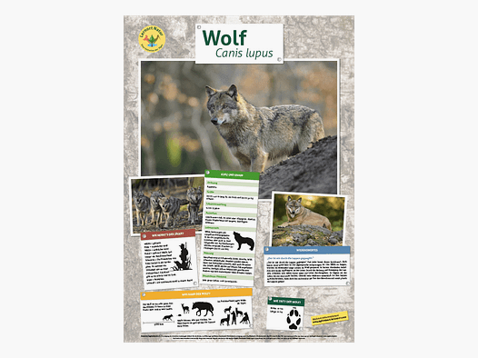 Lieu d'apprentissage nature - Affiche animale Loup