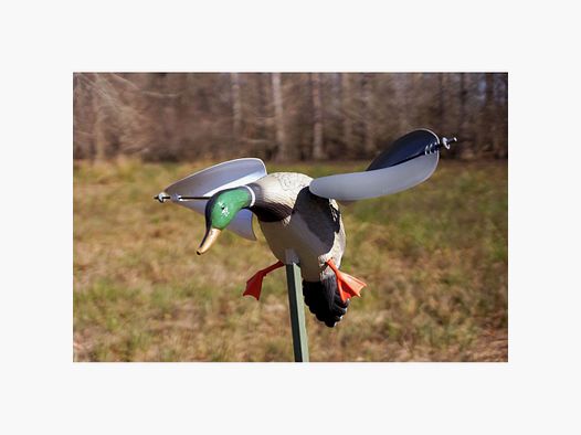 Mojo Colvert aile au vent