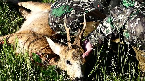 Bockjagd und Jagd auf Schwarzwild in Polen (Pommern) 2016, Teil 1 mit dem Oldenburger Jagdcenter