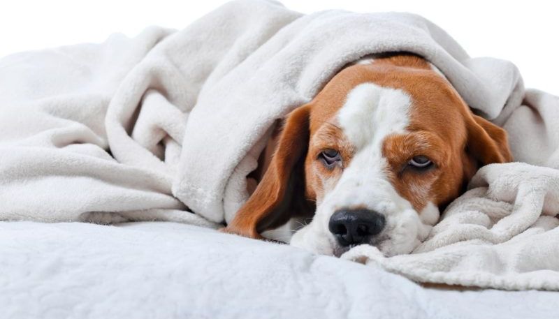 Hundekrankenversicherung - was dabei zu beachten ist