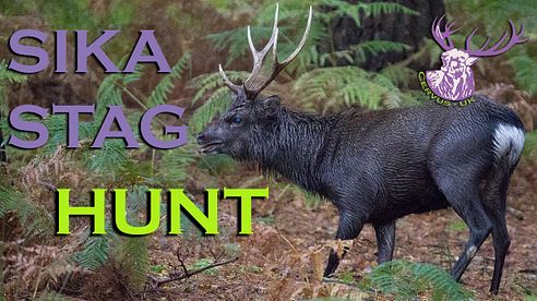 DORSET SIKA STAG HUNT